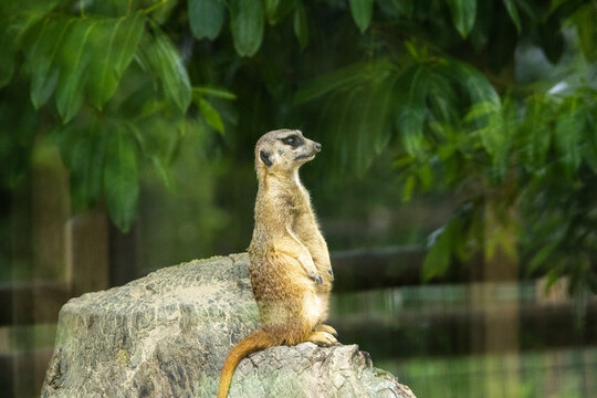 Suricate