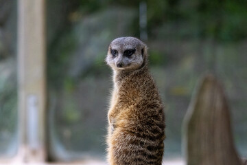 Suricate