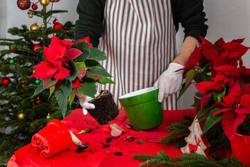 A man transplants Poinsettia flowers into a new pot