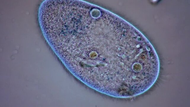 Movement of Paramecium under microscopy view 