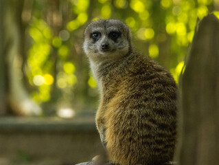 Suricate