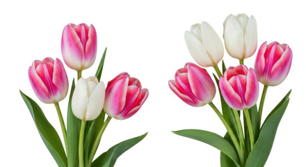 Isolated arrangement of pink and white tulip flowers, graceful floral element, perfect bouquet