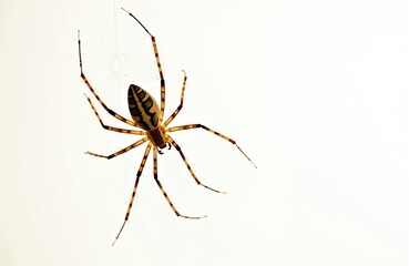 Brown striped spider hangs on delicate silk web. Long-legged arachnid insect with patterned body rests on fine threads. Macro close up view of wildlife animal bug isolated against bright white