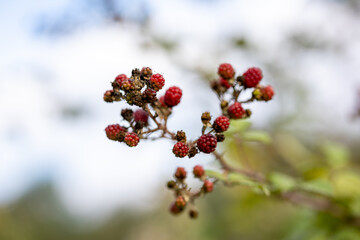 red berries on a branch