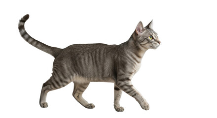 Isolated domestic feline walking gracefully, with an elegant pose on a plain backdrop, indoors