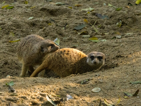 Suricate