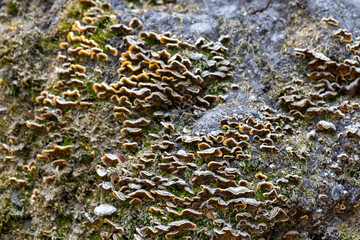 Close-Up of Mushrooms Sprouting on a Tree Trunk
