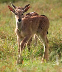 Eland calves in a prairie. 