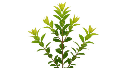 Isolated Myrtus communis with new growth, a charming evergreen shrub for ornamental uses