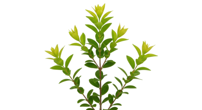 Isolated Myrtus communis with new growth, a charming evergreen shrub for ornamental uses