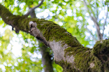 Fototapeta premium Moss on a Tree in the Heart of the Forest 