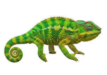 Isolated tropical chameleon reptile, an exotic pet with colorful skin and a coiled tail
