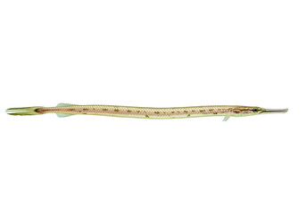 Isolated trumpetfish Aulostomus maculatus long slender body with dark markings swimming marine life