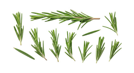 Isolated Fresh Organic Rosemary Sprigs Herb Culinary Ingredient Seasoning Flavoring