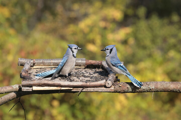 Blue Jays fighting over food against fall colours, mostly yellow