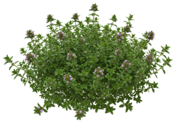 Isolated flowering creeping thyme plant, a versatile and fragrant ground cover herb