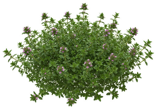 Isolated flowering creeping thyme plant, a versatile and fragrant ground cover herb