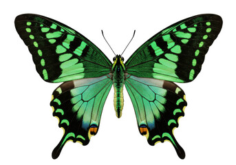 Isolated emerald swallowtail butterfly showing wings, tropical insect, macro design element © Eustace