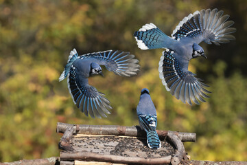 Blue Jays fighting over food against fall colours, mostly yellow