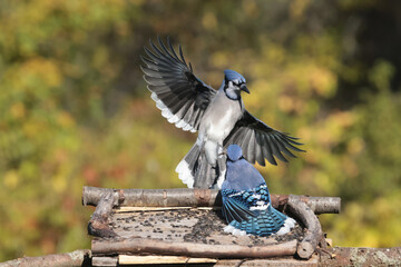 Blue Jays fighting over food against fall colours, mostly yellow