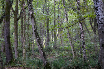 Autumn Forest Path with Benches and Tall Trees

