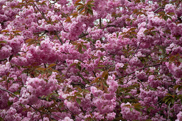 Cherry Blossoms in Bloom