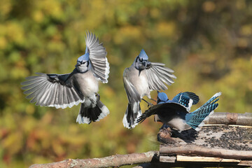 Blue Jays fighting over food against fall colours, mostly yellow