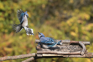 Blue Jays fighting over food against fall colours, mostly yellow