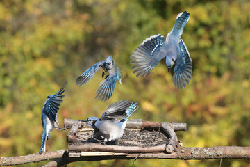 Blue Jays fighting over food against fall colours, mostly yellow