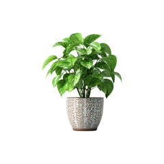 Fototapeta premium Green houseplant in a pot with fresh leaves and natural texture creating indoor decorative foliage isolated on white background