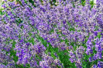Naklejka premium Background with lavender flowers. Blooming lavender in field. Summer mood, floral lavender landscape