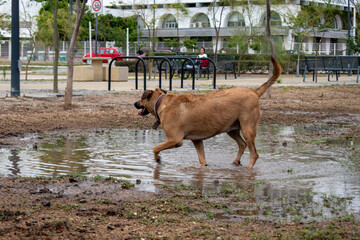 Large brown dog exploring a water puddle on muddy terrain in public park at Glorieta de la Normal, Guadalajara, Jalisco, Mexico