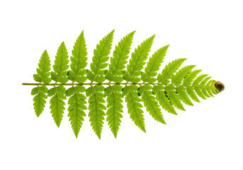 Isolated fern frond, lush green, beautiful veins, botanical specimen, studio shot, fresh foliage
