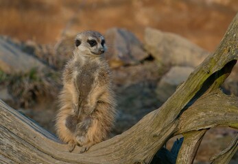 meerkat on the lookout