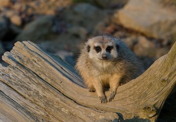 meerkat on the lookout