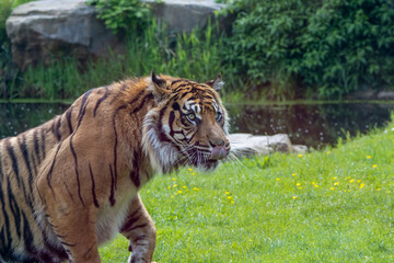 Tigre de Sumatra