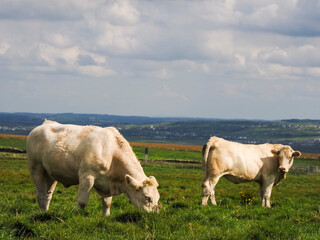 Two white cows grazing fresh green grass in a field. Hills and cloudy sky background. Farming and agriculture industry.