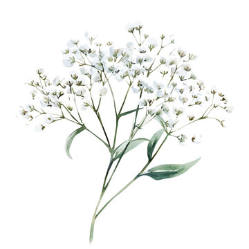 minimal yet artistic elements for creative designs. hand-drawn paint, Simple Illustration, A beautiful painting of babys breath flower set, EPS format, isolated on a white background, watercolor style
