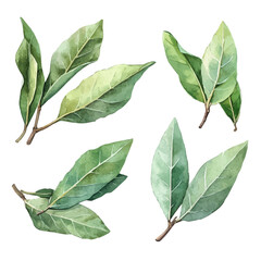 minimal yet artistic elements for creative designs. hand-drawn paint, Simple Illustration, A beautiful painting of bay leaves set, EPS format, isolated on a white background, watercolor style	