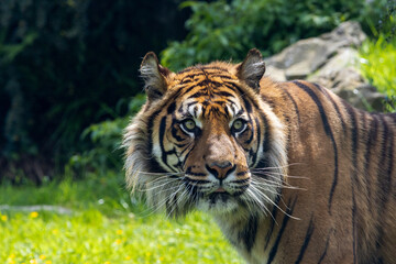 Tigre de Sumatra