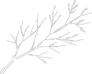 Obraz premium Delicate Line Art Grass Branch Botanical Illustration Plant Decoration