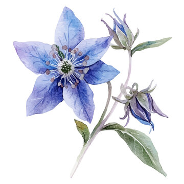 hand-drawn paint, Simple Illustration, A beautiful painting of borage flower, EPS format, isolated on a white background, watercolor style, minimal yet artistic elements for creative designs	