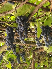 Wine grapes ripened on the branches. The best wineries in the world, the production of wine from red grapes.