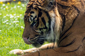 Tigre de Sumatra