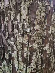 tree bark and usnea, a foliated form of lichen.