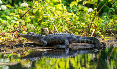 Florida Alligator sunning