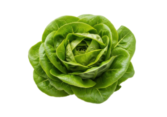A single, vibrant green butterhead lettuce head, tender crinkled leaves with dewy sheen, isolated on transparent background with copy space, concept of healthy organic food