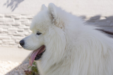 Majestic Samoyed dog portrait in profile with tongue out, against a stone wall