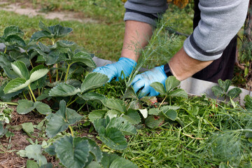 A woman in gloves lays freshly cut grass on a strawberry bed. The concept of organic farming, grass mulching.