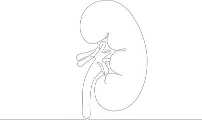 Simple Outline Continuous Line Drawing Kidney Human Organ Illustration